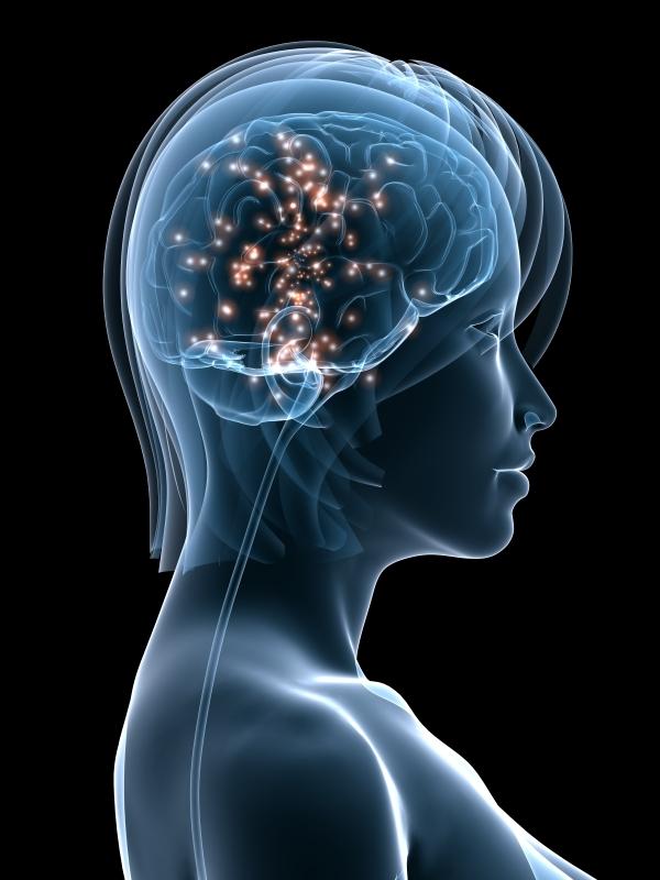 brain