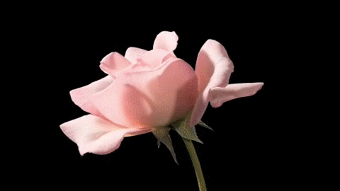 bloom